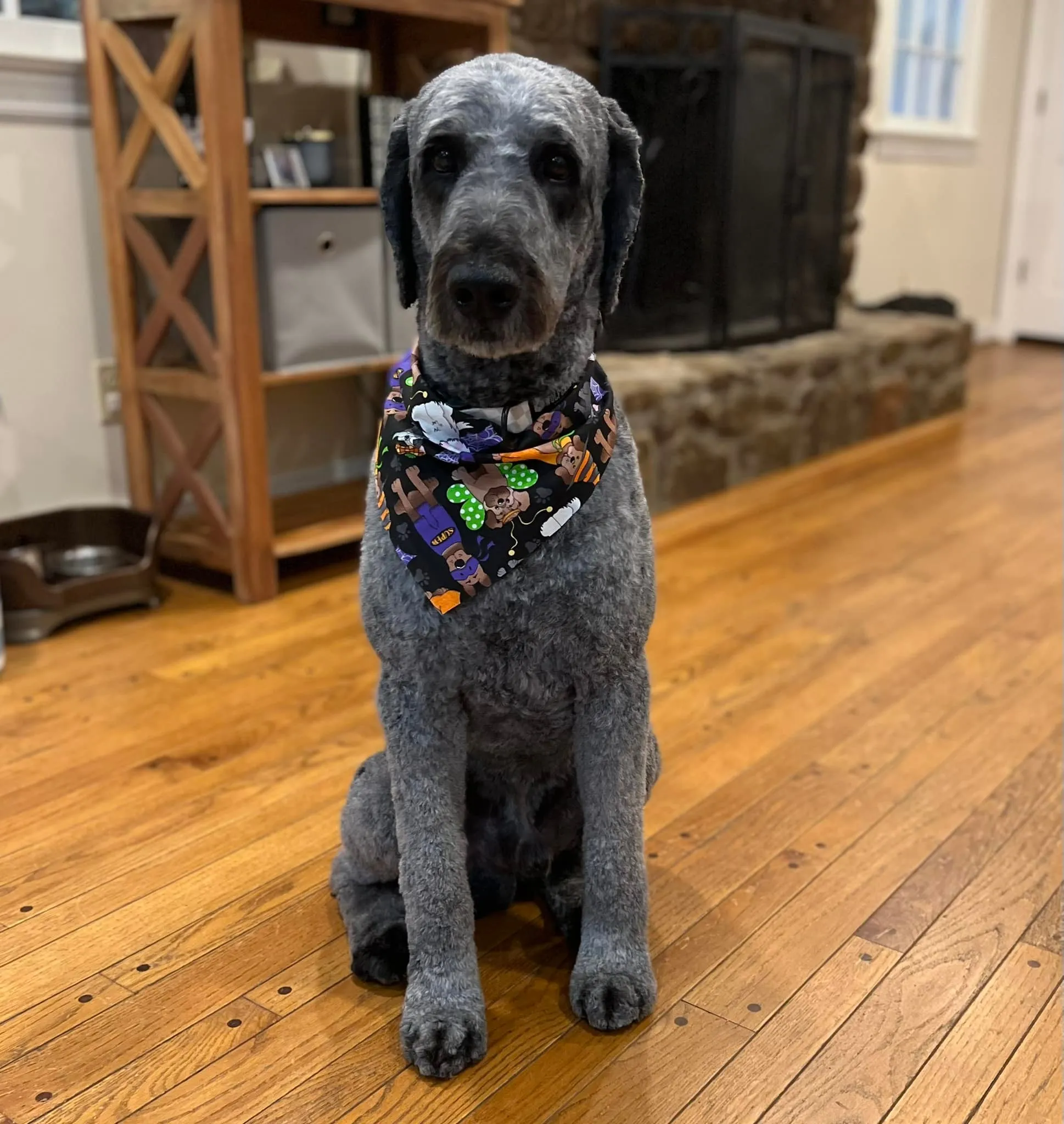 Poodle with creative blue dye at Fancy Pet Salon Lynchburg VA