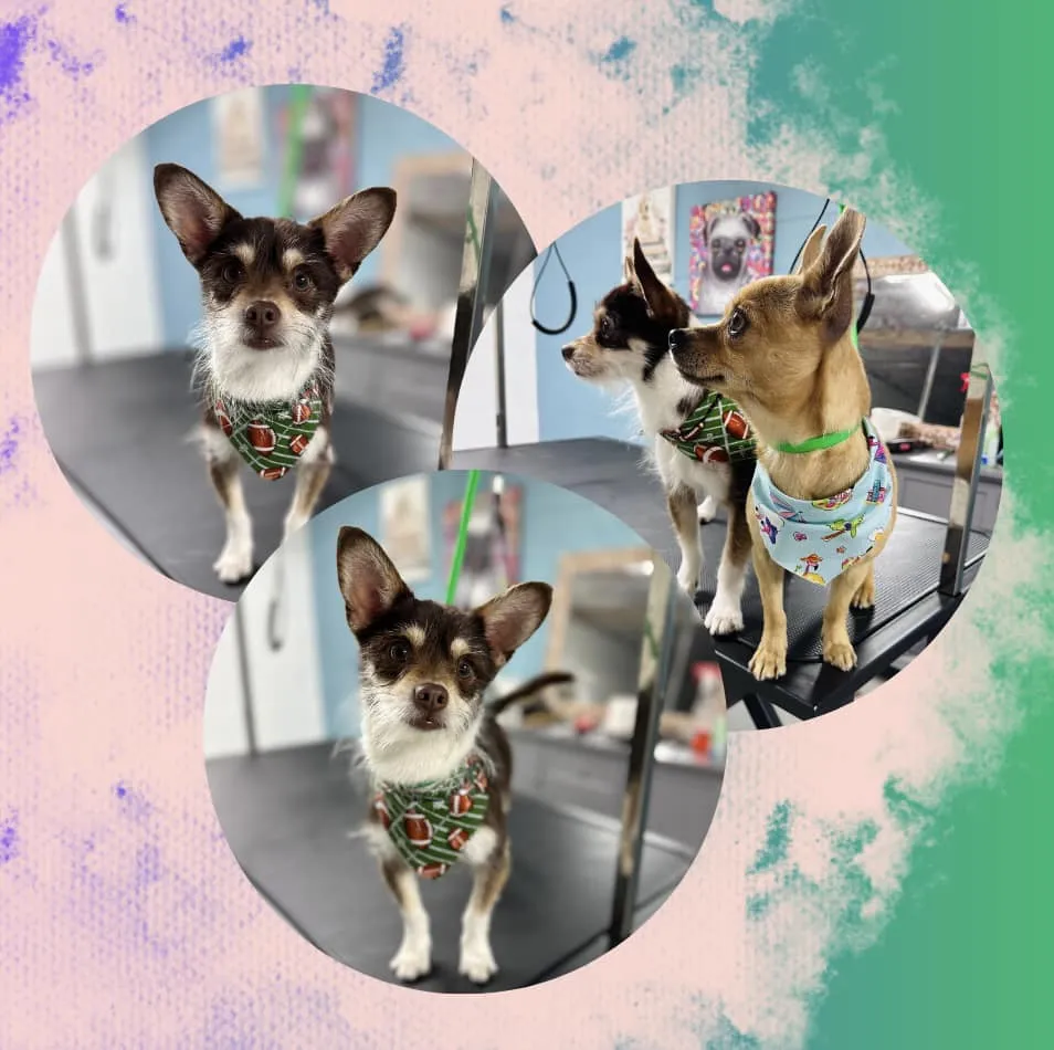 Chihuahua after professional grooming at Fancy Pet Salon Lynchburg VA