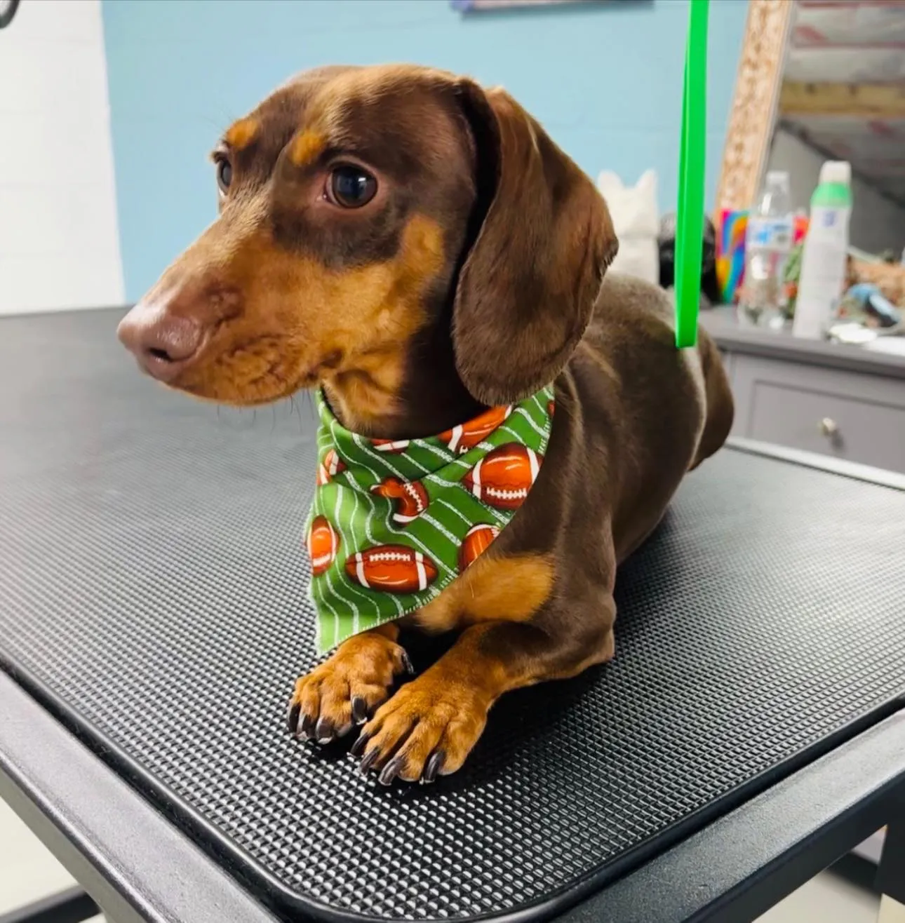 Smooth chocolate and tan Dachshund in a football bandana on the grooming table at Fancy Pet Salon in Lynchburg VA