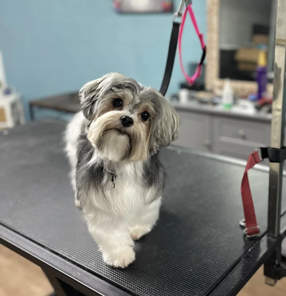 Perro feliz después de su peluquería en Fancy Pet Salon Lynchburg VA