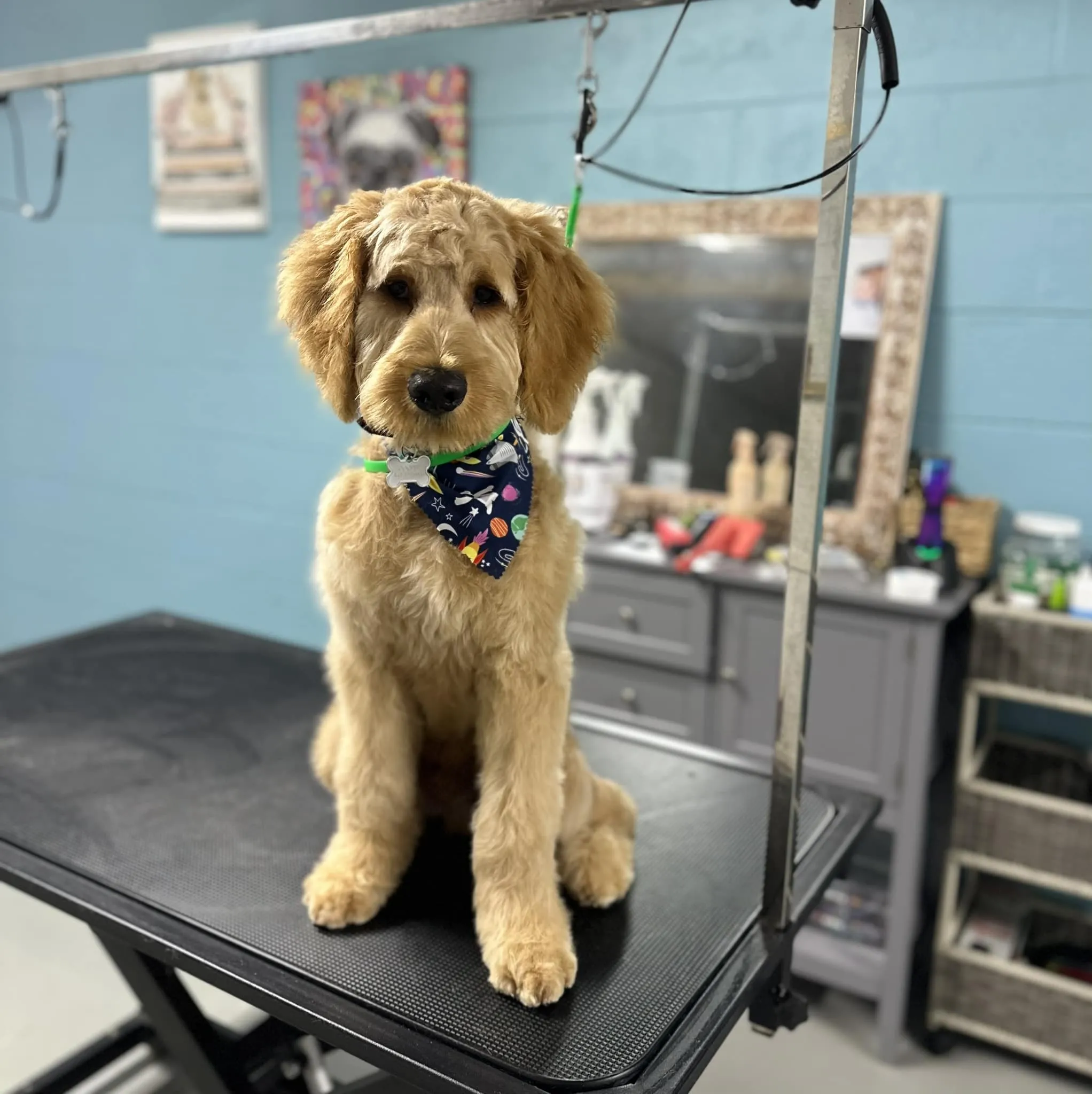 Labradoodle after professional grooming at Fancy Pet Salon Lynchburg VA