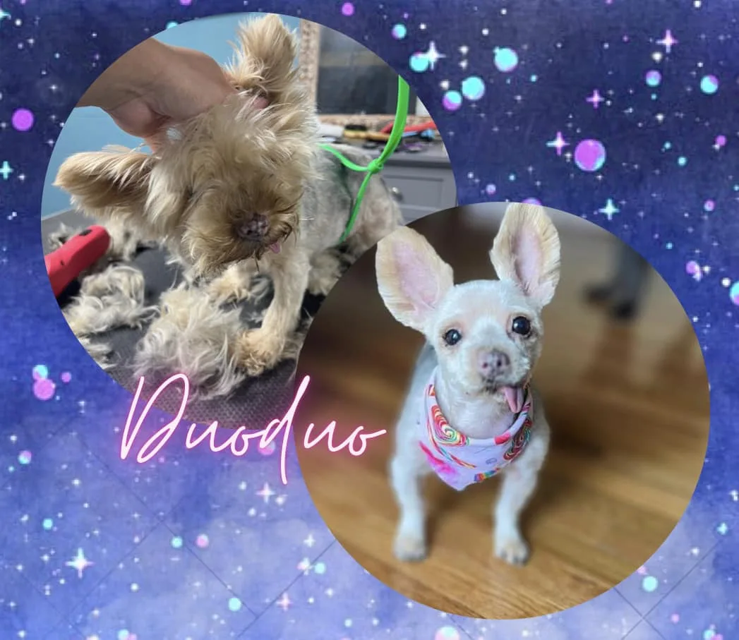 Yorkie mayor Duoduo antes y después del desenredado en Fancy Pet Salon Lynchburg VA