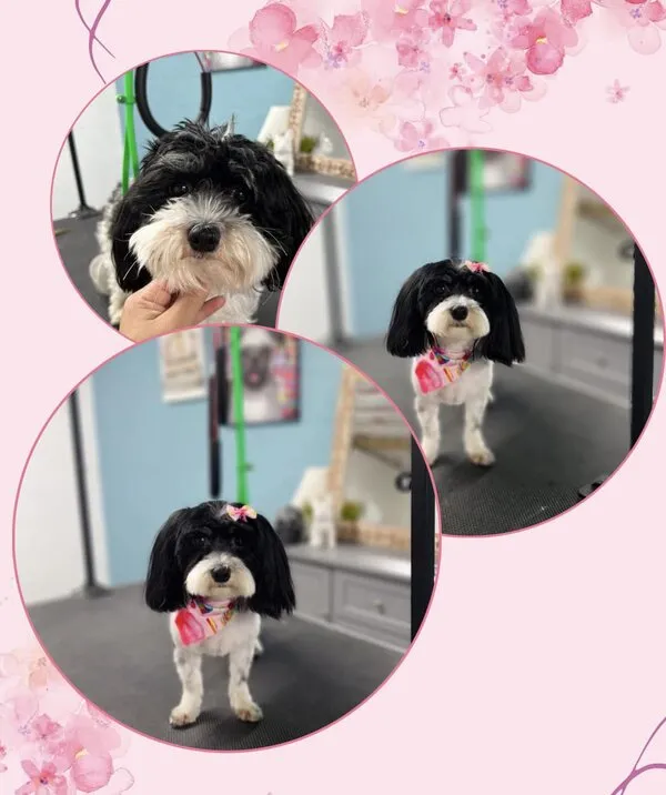 Cockapoo antes y después de la peluquería