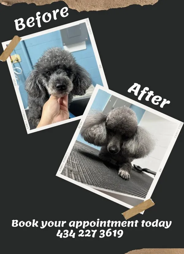 Transformación de peluquería de Poodle