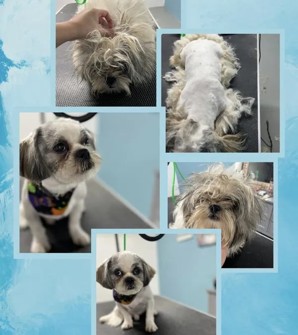 Perro enredado antes y después del desenredado