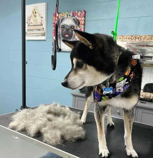 Tratamiento de deslanado de Husky con montón de pelo removido