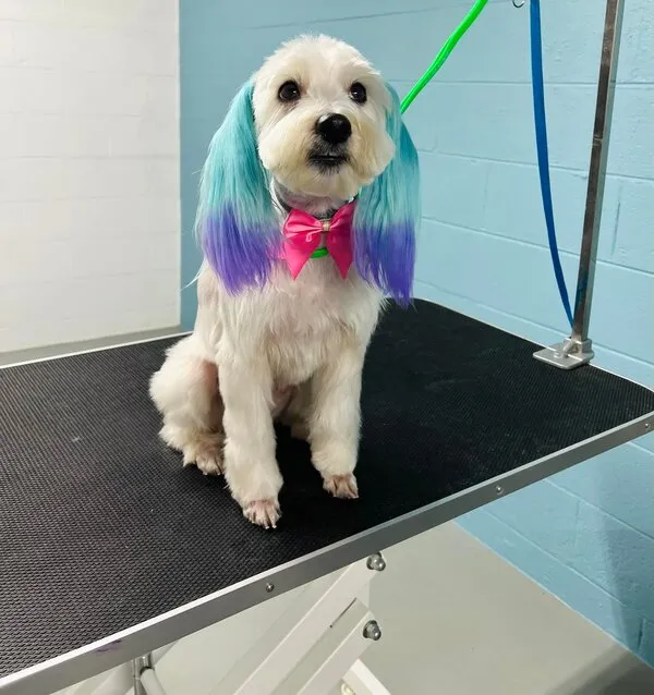 Perro con orejas teñidas en turquesa y morado