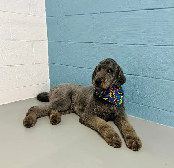 Poodle relajado sin jaula en el salón de peluquería