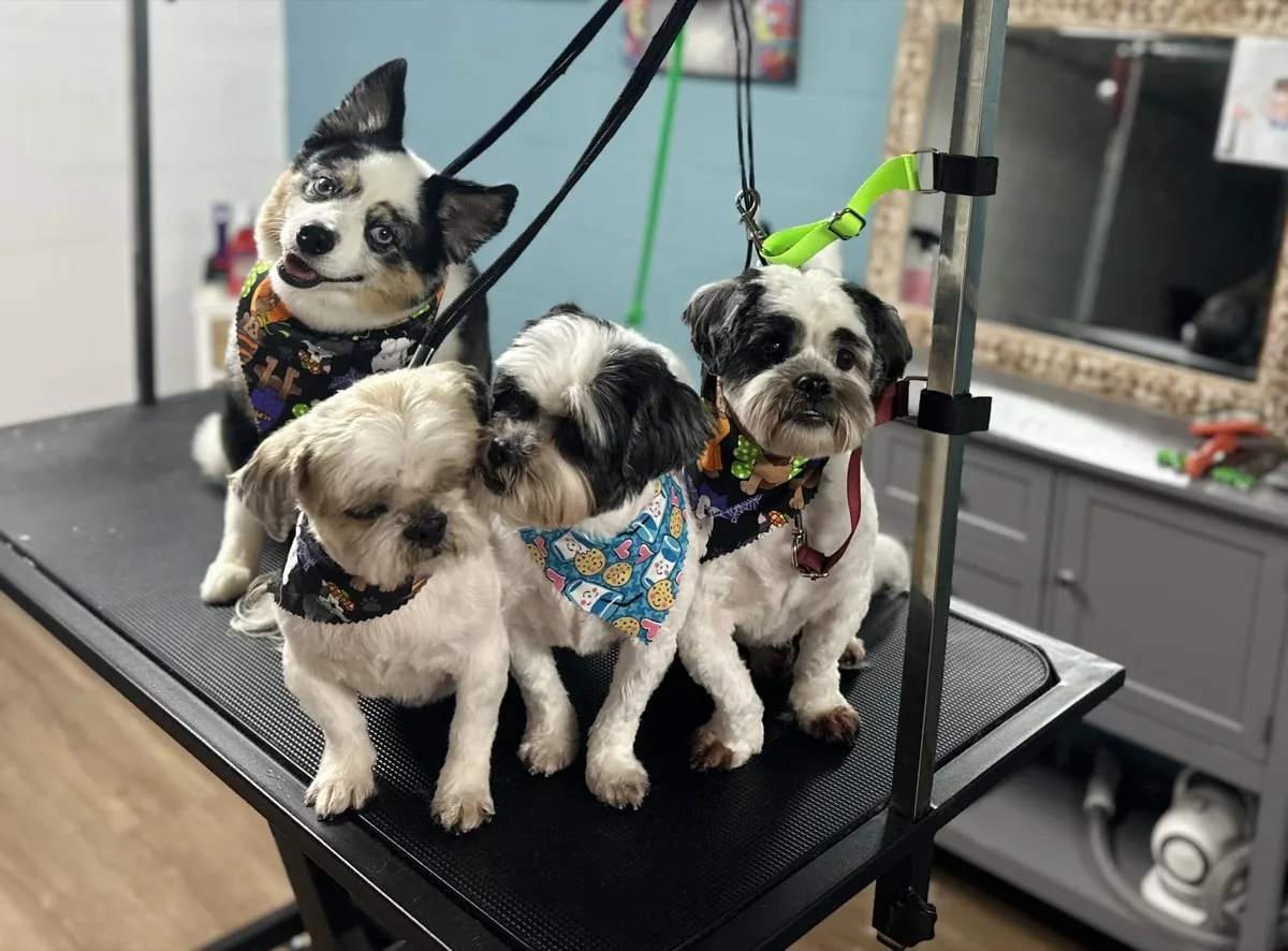 Cuatro perros con bandanas después de la peluquería en Fancy Pet Salon Lynchburg VA