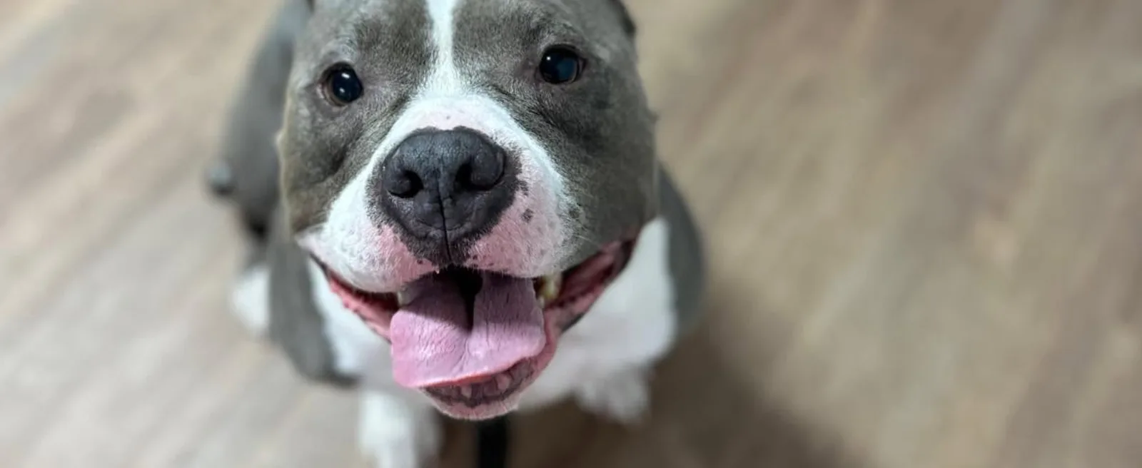 Happy blue and white Pit Bull looking up during a grooming visit at Fancy Pet Salon Lynchburg VA