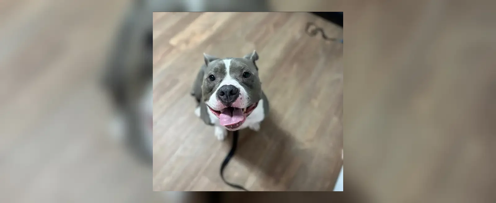 Happy blue and white Pit Bull looking up during a grooming visit at Fancy Pet Salon Lynchburg VA