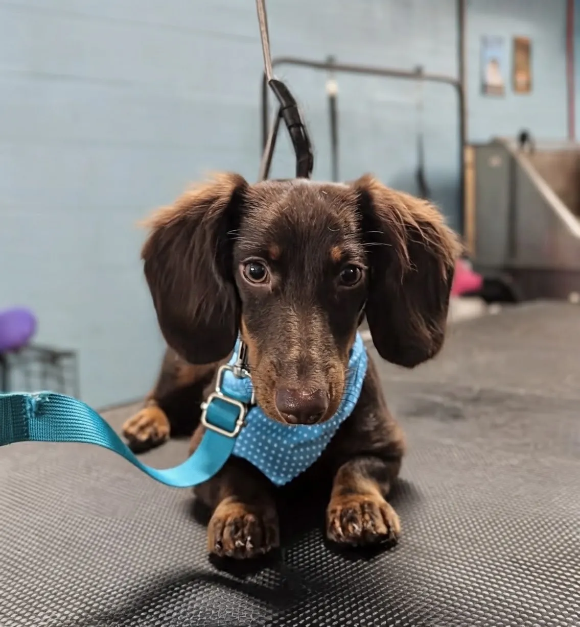 Longhaired chocolate and tan Dachshund with feathered ears in a blue bandana on the grooming table at Fancy Pet Salon in Lynchburg VA