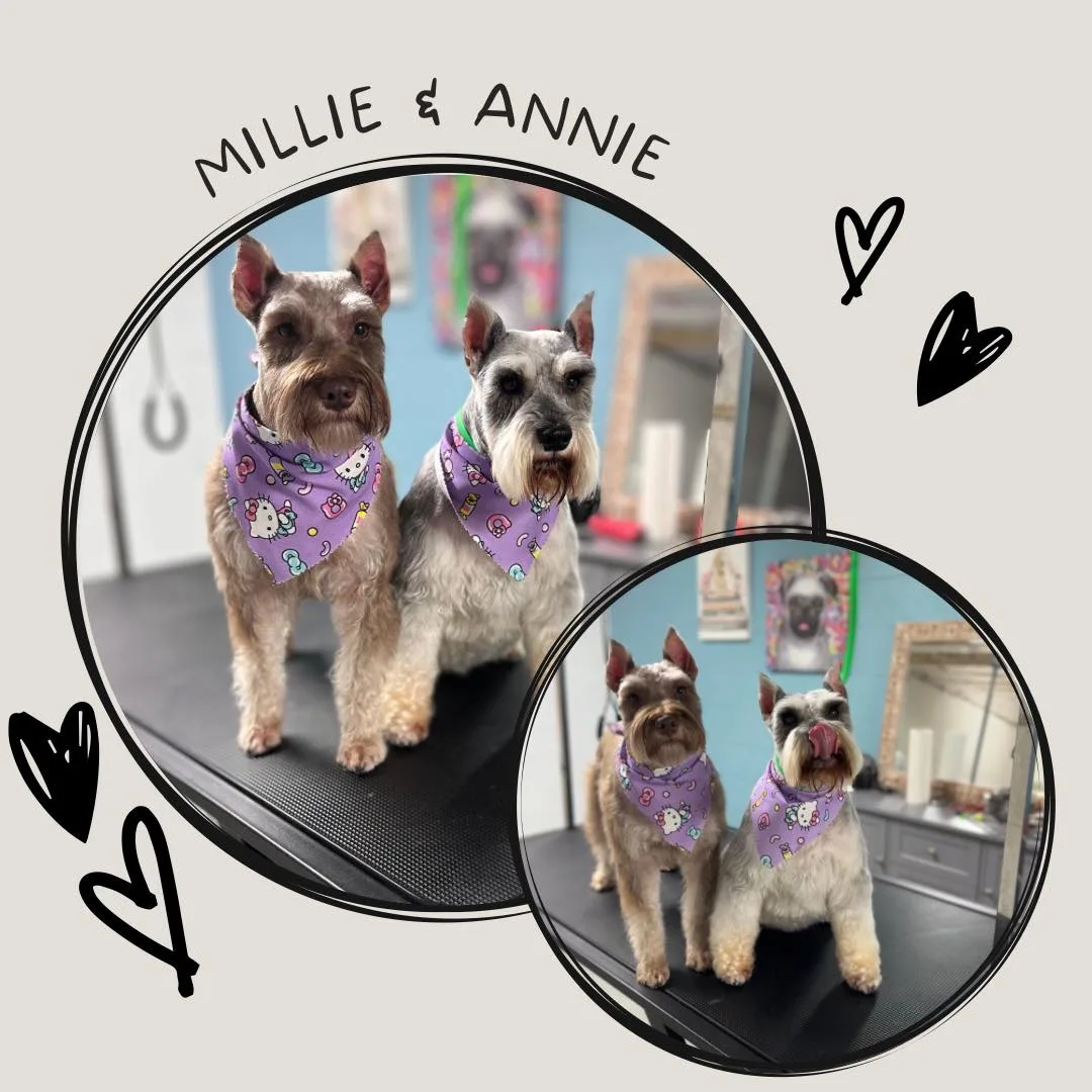Schnauzers Miniatura Millie y Annie después de la peluquería en Fancy Pet Salon Lynchburg VA