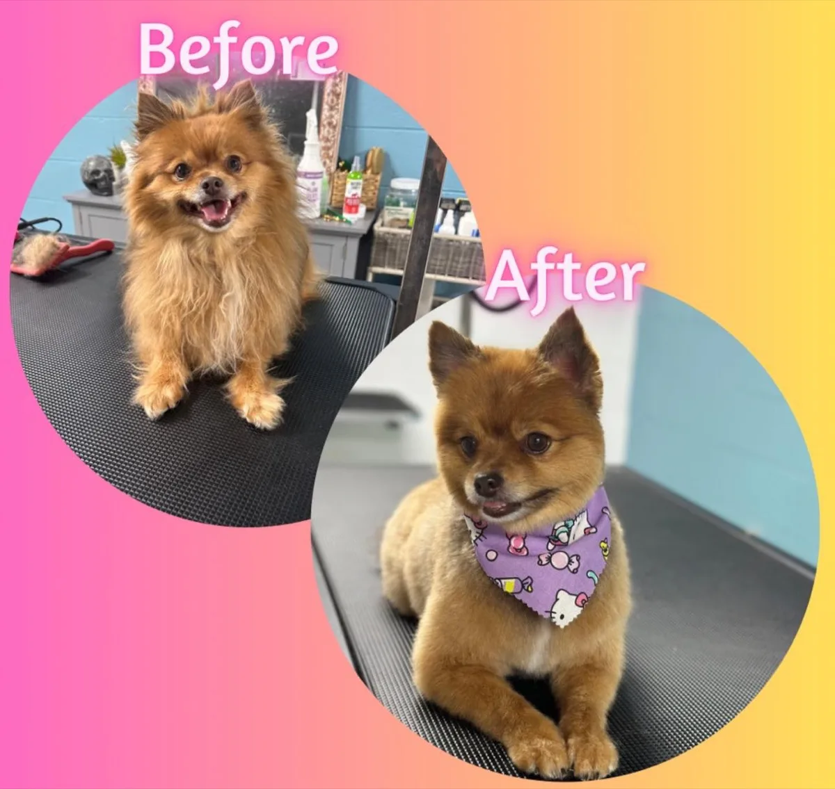 Pomerania antes y después de la peluquería en Fancy Pet Salon Lynchburg VA