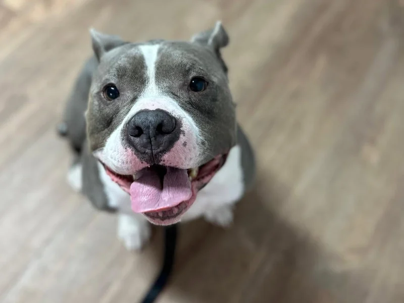 Freshly groomed Pit Bull at Fancy Pet Salon Lynchburg VA