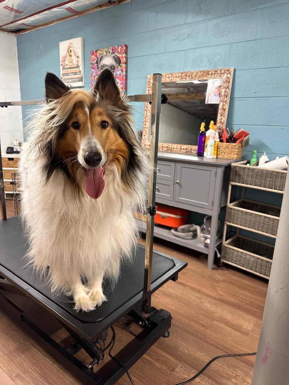 Rough Collie grooming and deshedding at Fancy Pet Salon Lynchburg VA