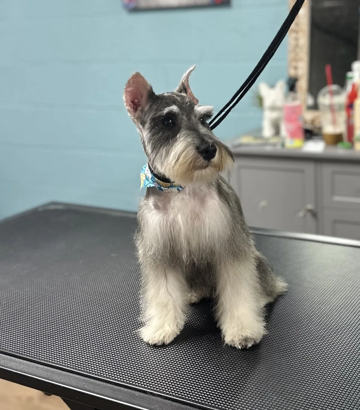 Schnauzer Miniatura con corte clásico en Fancy Pet Salon Lynchburg VA