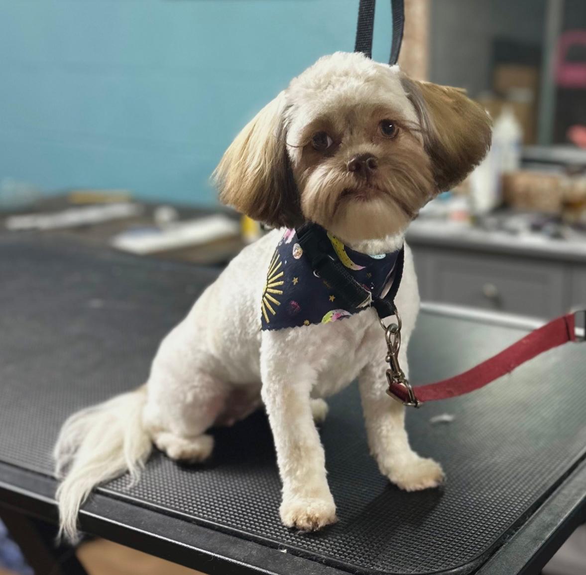 A Shih Tzu with a neat Puppy Cut showing silky coat grooming results