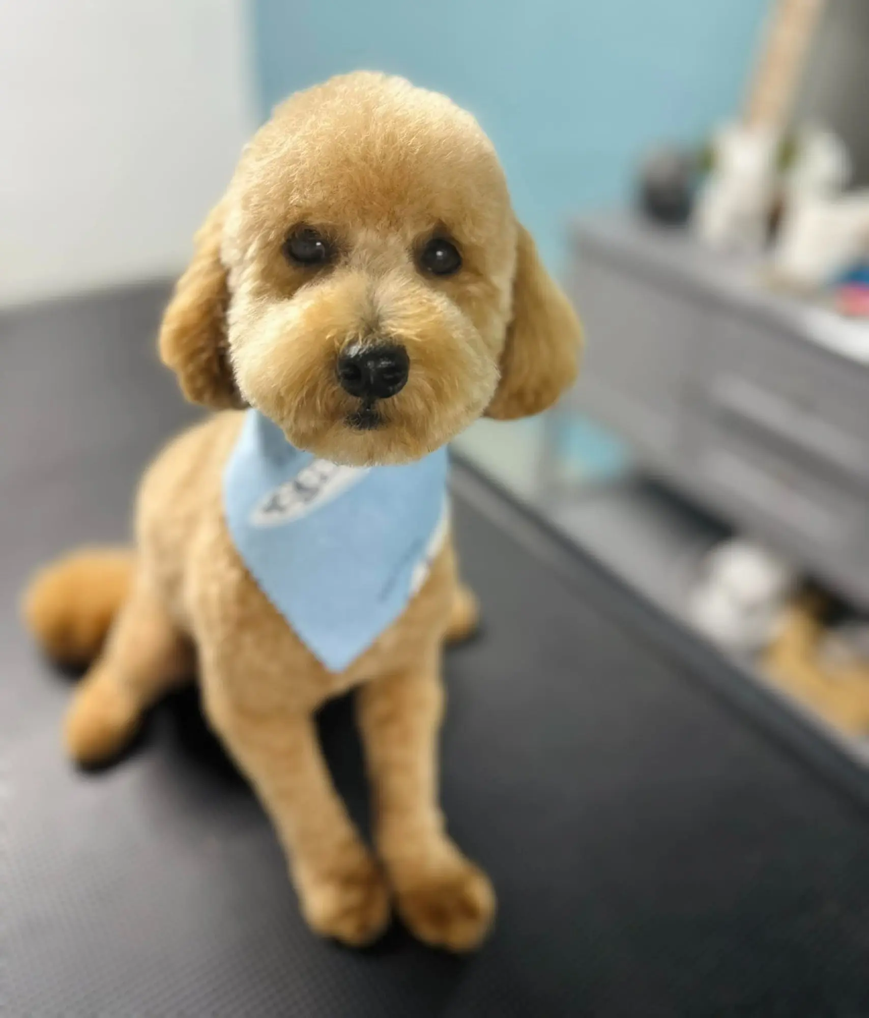 Perfect teddy bear cut on goldendoodle at Fancy Pet Salon