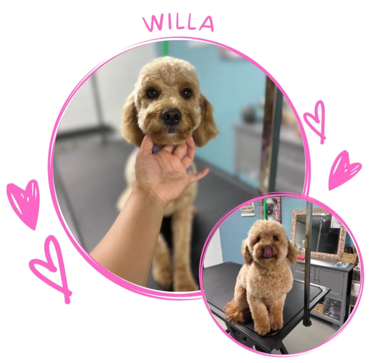 Poodle Willa después de la peluquería en Fancy Pet Salon Lynchburg VA